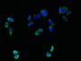 Immunofluorescent analysis of PC-3 cells using CAC13223 at dilution of 1:100 and Alexa Fluor 488-congugated AffiniPure Goat Anti-Rabbit IgG(H+L)