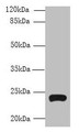Western Blot, All lanes: TMEM222 antibody at 4ug/ml + HepG2 whole cell lysate, Secondary, Goat polyclonal to rabbit IgG at 1/10000 dilution, Predicted band size: 24, 13 kDa, Observed band size: 24 kDa
