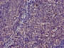 Immunohistochemistry of paraffin-embedded human lymph node tissue using CAC13226 at dilution of 1:100