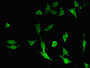 Immunofluorescent analysis of Hela cells using CAC13227 at dilution of 1:100 and Alexa Fluor 488-congugated AffiniPure Goat Anti-Rabbit IgG(H+L)
