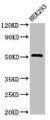 Western Blot, Positive WB detected in: HEK293 whole cell lysate, All lanes: TNFRSF10A antibody at 3.2ug/ml, Secondary, Goat polyclonal to rabbit IgG at 1/50000 dilution, Predicted band size: 51 kDa, Observed band size: 51 kDa