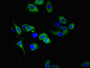 Immunofluorescent analysis of A549 cells using CAC13229 at dilution of 1:100 and Alexa Fluor 488-congugated AffiniPure Goat Anti-Rabbit IgG(H+L)