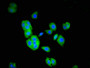 Immunofluorescent analysis of HepG2 cells using CAC13230 at dilution of 1:100 and Alexa Fluor 488-congugated AffiniPure Goat Anti-Rabbit IgG(H+L) Immunofluorescent analysis of HepG2 cells using CAC13230 at dilution of 1:100 and Alexa Fluor 488-congugated AffiniPure Goat Anti-Rabbit IgG(H+L)