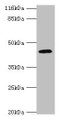 Western Blot, All lanes: USP12 antibody at 2ug/ml + Mouse liver tissue, Secondary, Goat polyclonal to rabbit IgG at 1/10000 dilution, Predicted band size: 43 kDa, Observed band size: 43 kDa