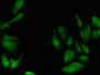 Immunofluorescent analysis of Hela cells using CAC13255 at dilution of 1:100 and Alexa Fluor 488-congugated AffiniPure Goat Anti-Rabbit IgG(H+L) Immunofluorescent analysis of Hela cells using CAC13255 at dilution of 1:100 and Alexa Fluor 488-congugated AffiniPure Goat Anti-Rabbit IgG(H+L)