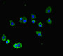 Immunofluorescent analysis of HepG2 cells using CAC13261 at dilution of 1:100 and Alexa Fluor 488-congugated AffiniPure Goat Anti-Rabbit IgG(H+L) Immunofluorescent analysis of HepG2 cells using CAC13261 at dilution of 1:100 and Alexa Fluor 488-congugated AffiniPure Goat Anti-Rabbit IgG(H+L)