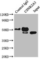 Immunoprecipitating CSNK2A3 in Hela whole cell lysate, Lane 1: Rabbit control IgG instead of CAC13266 in Hela whole cell lysate. For western blotting, a HRP-conjugated Protein G antibody was used as the secondary antibody (1/50000), Lane 2: CAC13266 (5ug) + Hela whole cell lysate (0.5mg), Lane 3: Hela whole cell lysate (20ug) Immunoprecipitating CSNK2A3 in Hela whole cell lysate, Lane 1: Rabbit control IgG instead of CAC13266 in Hela whole cell lysate. For western blotting, a HRP-conjugated Protein G antibody was used as the secondary antibody (1/50000), Lane 2: CAC13266 (5ug) + Hela whole cell lysate (0.5mg), Lane 3: Hela whole cell lysate (20ug)