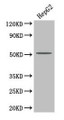 Western Blot, Positive WB detected in: HepG2 whole cell lysate, All lanes: PLA2G7 antibody at 4ug/ml, Secondary, Goat polyclonal to rabbit IgG at 1/50000 dilution, Predicted band size: 51 kDa, Observed band size: 51 kDa