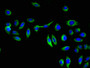 Immunofluorescent analysis of A549 cells using CAC13269 at dilution of 1:100 and Alexa Fluor 488-congugated AffiniPure Goat Anti-Rabbit IgG(H+L) Immunofluorescent analysis of A549 cells using CAC13269 at dilution of 1:100 and Alexa Fluor 488-congugated AffiniPure Goat Anti-Rabbit IgG(H+L)