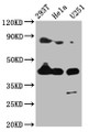 Western Blot, Positive WB detected in: 293T whole cell lysate, Hela whole cell lysate, U251 whole cell lysate, All lanes: MSTN antibody at 4ug/ml, Secondary, Goat polyclonal to rabbit IgG at 1/50000 dilution, Predicted band size: 43 kDa, Observed band size: 43 kDa