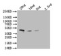 Western Blot, Positive WB detected in: recombinant protein, All lanes: Omega-5 gliadin Antibody at 1:1000, Secondary, Goat polyclonal to rabbit IgG at 1/50000 dilution, Predicted band size: 43 kDa, Observed band size: 43 kDa Western Blot, Positive WB detected in: recombinant protein, All lanes: Omega-5 gliadin Antibody at 1:1000, Secondary, Goat polyclonal to rabbit IgG at 1/50000 dilution, Predicted band size: 43 kDa, Observed band size: 43 kDa