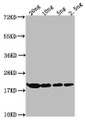 Western Blot, Positive WB detected in Recombinant protein, All lanes: HNS antibody at 1:2000, Secondary, Goat polyclonal to rabbit IgG at 1/50000 dilution, Predicted band size: 19.21 kDa, Observed band size: 21 kDa Western Blot, Positive WB detected in Recombinant protein, All lanes: HNS antibody at 1:2000, Secondary, Goat polyclonal to rabbit IgG at 1/50000 dilution, Predicted band size: 19.21 kDa, Observed band size: 21 kDa