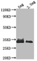 Western Blot, Positive WB detected in Recombinant protein, All lanes: SNF1 antibody at 1:2000, Secondary, Goat polyclonal to rabbit IgG at 1/50000 dilution, Predicted band size: 27 kDa, Observed band size: 36 kDa Western Blot, Positive WB detected in Recombinant protein, All lanes: SNF1 antibody at 1:2000, Secondary, Goat polyclonal to rabbit IgG at 1/50000 dilution, Predicted band size: 27 kDa, Observed band size: 36 kDa