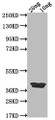 Western Blot, Positive WB detected in Recombinant protein, All lanes: ICSP antibody at 1:2000, Secondary, Goat polyclonal to rabbit IgG at 1/50000 dilution, Predicted band size: 37.4 kDa, Observed band size: 39 kDa Western Blot, Positive WB detected in Recombinant protein, All lanes: ICSP antibody at 1:2000, Secondary, Goat polyclonal to rabbit IgG at 1/50000 dilution, Predicted band size: 37.4 kDa, Observed band size: 39 kDa