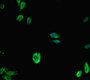 Immunofluorescent analysis of Hela cells using CAC13334 at dilution of 1:100 and Alexa Fluor 488-congugated AffiniPure Goat Anti-Rabbit IgG(H+L) Immunofluorescent analysis of Hela cells using CAC13334 at dilution of 1:100 and Alexa Fluor 488-congugated AffiniPure Goat Anti-Rabbit IgG(H+L)