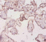 Immunohistochemistry of paraffin-embedded human placenta tissue using CAC13342 at dilution of 1:20 Immunohistochemistry of paraffin-embedded human placenta tissue using CAC13342 at dilution of 1:20