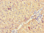 Immunohistochemistry of paraffin-embedded human liver tissue using CAC13350 at dilution of 1:100