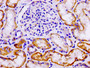 IHC image of CAC13354 diluted at 1:100 and staining in paraffin-embedded human kidney tissue performed on a Leica BondTM system. After dewaxing and hydration, antigen retrieval was mediated by high pressure in a citrate buffer (pH 6.0). Section was blocked with 10% normal goat serum 30min at RT. Then primary antibody (1% BSA) was incubated at 4°C overnight. The primary is detected by a biotinylated secondary antibody and visualized using an HRP conjugated SP system. IHC image of CAC13354 diluted at 1:100 and staining in paraffin-embedded human kidney tissue performed on a Leica BondTM system. After dewaxing and hydration, antigen retrieval was mediated by high pressure in a citrate buffer (pH 6.0). Section was blocked with 10% normal goat serum 30min at RT. Then primary antibody (1% BSA) was incubated at 4°C overnight. The primary is detected by a biotinylated secondary antibody and visualized using an HRP conjugated SP system.