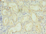 Immunohistochemistry of paraffin-embedded human kidney tissue using CAC13373 at dilution of 1:100 Immunohistochemistry of paraffin-embedded human kidney tissue using CAC13373 at dilution of 1:100
