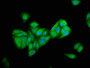 Immunofluorescence staining of HepG2 cells with CAC13391 at 1:166, counter-stained with DAPI. The cells were fixed in 4% formaldehyde, permeabilized using 0.2% Triton X-100 and blocked in 10% normal Goat Serum. The cells were then incubated with the antibody overnight at 4°C. The secondary antibody was Alexa Fluor 488-congugated AffiniPure Goat Anti-Rabbit IgG(H+L). Immunofluorescence staining of HepG2 cells with CAC13391 at 1:166, counter-stained with DAPI. The cells were fixed in 4% formaldehyde, permeabilized using 0.2% Triton X-100 and blocked in 10% normal Goat Serum. The cells were then incubated with the antibody overnight at 4°C. The secondary antibody was Alexa Fluor 488-congugated AffiniPure Goat Anti-Rabbit IgG(H+L).