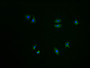 Immunofluorescence staining of A549 cells with CAC13393-IF at 1:100, counter-stained with DAPI. The cells were fixed in 4% formaldehyde and blocked in 10% normal Goat Serum. The cells were then incubated with the antibody overnight at 4°C. The secondary antibody was Alexa Fluor 488-congugated AffiniPure Goat Anti-Rabbit IgG(H+L).