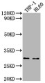 Western Blot, Positive WB detected in: THP-1 whole cell lysate, HL60 whole cell lysate, All lanes: OSCAR antibody at 1:2000, Secondary, Goat polyclonal to rabbit IgG at 1/50000 dilution, Predicted band size: 31, 29, 30, 28 kDa, Observed band size: 31 kDa Western Blot, Positive WB detected in: THP-1 whole cell lysate, HL60 whole cell lysate, All lanes: OSCAR antibody at 1:2000, Secondary, Goat polyclonal to rabbit IgG at 1/50000 dilution, Predicted band size: 31, 29, 30, 28 kDa, Observed band size: 31 kDa
