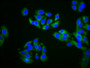 Immunofluorescence staining of HepG2 cells with CAC13400 at 1:200, counter-stained with DAPI. The cells were fixed in 4% formaldehyde, permeabilized using 0.2% Triton X-100 and blocked in 10% normal Goat Serum. The cells were then incubated with the antibody overnight at 4°C. The secondary antibody was Alexa Fluor 488-congugated AffiniPure Goat Anti-Rabbit IgG(H+L). Immunofluorescence staining of HepG2 cells with CAC13400 at 1:200, counter-stained with DAPI. The cells were fixed in 4% formaldehyde, permeabilized using 0.2% Triton X-100 and blocked in 10% normal Goat Serum. The cells were then incubated with the antibody overnight at 4°C. The secondary antibody was Alexa Fluor 488-congugated AffiniPure Goat Anti-Rabbit IgG(H+L).
