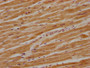 IHC image of CAC13421 diluted at 1:700 and staining in paraffin-embedded human heart tissue performed on a Leica BondTM system. After dewaxing and hydration, antigen retrieval was mediated by high pressure in a citrate buffer (pH 6.0). Section was blocked with 10% normal goat serum 30min at RT. Then primary antibody (1% BSA) was incubated at 4°C overnight. The primary is detected by a biotinylated secondary antibody and visualized using an HRP conjugated SP system. IHC image of CAC13421 diluted at 1:700 and staining in paraffin-embedded human heart tissue performed on a Leica BondTM system. After dewaxing and hydration, antigen retrieval was mediated by high pressure in a citrate buffer (pH 6.0). Section was blocked with 10% normal goat serum 30min at RT. Then primary antibody (1% BSA) was incubated at 4°C overnight. The primary is detected by a biotinylated secondary antibody and visualized using an HRP conjugated SP system.