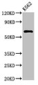 Western Blot, Positive WB detected in: K562 whole cell lysate, All lanes: MARS2 antibody at 3ug/ml, Secondary, Goat polyclonal to rabbit IgG at 1/50000 dilution, Predicted band size: 67 kDa, Observed band size: 67 kDa Western Blot, Positive WB detected in: K562 whole cell lysate, All lanes: MARS2 antibody at 3ug/ml, Secondary, Goat polyclonal to rabbit IgG at 1/50000 dilution, Predicted band size: 67 kDa, Observed band size: 67 kDa