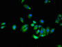 Immunofluorescent analysis of HepG2 cells using CAC13437 at dilution of 1:100 and Alexa Fluor 488-congugated AffiniPure Goat Anti-Rabbit IgG(H+L)