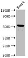 Western Blot, Positive WB detected in: Rat heart tissue, All lanes: NKD1 antibody at 1.8ug/ml, Secondary, Goat polyclonal to rabbit IgG at 1/50000 dilution, Predicted band size: 53 kDa, Observed band size: 53 kDa Western Blot, Positive WB detected in: Rat heart tissue, All lanes: NKD1 antibody at 1.8ug/ml, Secondary, Goat polyclonal to rabbit IgG at 1/50000 dilution, Predicted band size: 53 kDa, Observed band size: 53 kDa