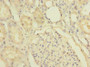Immunohistochemistry of paraffin-embedded human kidney tissue using CAC13455 at dilution of 1:100 Immunohistochemistry of paraffin-embedded human kidney tissue using CAC13455 at dilution of 1:100