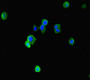 Immunofluorescence staining of HepG2 cells with CAC13461 at 1:333, counter-stained with DAPI. The cells were fixed in 4% formaldehyde, permeabilized using 0.2% Triton X-100 and blocked in 10% normal Goat Serum. The cells were then incubated with the antibody overnight at 4°C. The secondary antibody was Alexa Fluor 488-congugated AffiniPure Goat Anti-Rabbit IgG(H+L). Immunofluorescence staining of HepG2 cells with CAC13461 at 1:333, counter-stained with DAPI. The cells were fixed in 4% formaldehyde, permeabilized using 0.2% Triton X-100 and blocked in 10% normal Goat Serum. The cells were then incubated with the antibody overnight at 4°C. The secondary antibody was Alexa Fluor 488-congugated AffiniPure Goat Anti-Rabbit IgG(H+L).