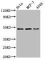 Western Blot, Positive WB detected in: Hela whole cell lysate, MCF-7 whole cell lysate, A549 whole cell lysate, All lanes: LCOR antibody at 4.6ug/ml, Secondary, Goat polyclonal to rabbit IgG at 1/50000 dilution, Predicted band size: 48, 45, 107 kDa, Observed band size: 48 kDa Western Blot, Positive WB detected in: Hela whole cell lysate, MCF-7 whole cell lysate, A549 whole cell lysate, All lanes: LCOR antibody at 4.6ug/ml, Secondary, Goat polyclonal to rabbit IgG at 1/50000 dilution, Predicted band size: 48, 45, 107 kDa, Observed band size: 48 kDa