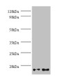 Western Blot, All lanes: GEMIN7 antibody at 2ug/ml, Lane 1: Hela whole cell lysate, Lane 2: 293T whole cell lysate, Secondary, Goat polyclonal to rabbit IgG at 1/10000 dilution, Predicted band size: 15 kDa, Observed band size: 15 kDa