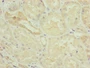 Immunohistochemistry of paraffin-embedded human kidney tissue using CAC13472 at dilution of 1:100