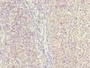 Immunohistochemistry of paraffin-embedded human tonsil tissue using CAC13472 at dilution of 1:100