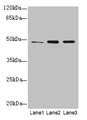 Western Blot, All lanes: GPR83 antibody at 2ug/ml, Lane 1: HCT116 whole cell lysate, Lane 2: U87 whole cell lysate, Lane 3: MCF-7 whole cell lysate, Secondary, Goat polyclonal to rabbit IgG at 1/10000 dilution, Predicted band size: 49 kDa, Observed band size: 49 kDa