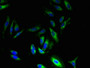 Immunofluorescent analysis of Hela cells using CAC13476 at dilution of 1:100 and Alexa Fluor 488-congugated AffiniPure Goat Anti-Rabbit IgG(H+L)