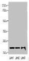 Western Blot, All lanes: MRPS18A antibody at 6ug/ml, Lane 1: HL60 whole cell lysate, Lane 2: A549 whole cell lysate, Lane 3: HepG2 whole cell lysate, Secondary, Goat polyclonal to rabbit IgG at 1/10000 dilution, Predicted band size: 23, 31, 15 kDa, Observed band size: 23 kDa Western Blot, All lanes: MRPS18A antibody at 6ug/ml, Lane 1: HL60 whole cell lysate, Lane 2: A549 whole cell lysate, Lane 3: HepG2 whole cell lysate, Secondary, Goat polyclonal to rabbit IgG at 1/10000 dilution, Predicted band size: 23, 31, 15 kDa, Observed band size: 23 kDa