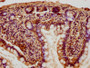 IHC image of CAC13515 diluted at 1:100 and staining in paraffin-embedded human small intestine tissue performed on a Leica BondTM system. After dewaxing and hydration, antigen retrieval was mediated by high pressure in a citrate buffer (pH 6.0). Section was blocked with 10% normal goat serum 30min at RT. Then primary antibody (1% BSA) was incubated at 4°C overnight. The primary is detected by a biotinylated secondary antibody and visualized using an HRP conjugated SP system.