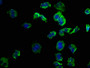 Immunofluorescence staining of PC-3 cells with CAC13515 at 1:50, counter-stained with DAPI. The cells were fixed in 4% formaldehyde, permeabilized using 0.2% Triton X-100 and blocked in 10% normal Goat Serum. The cells were then incubated with the antibody overnight at 4°C. The secondary antibody was Alexa Fluor 488-congugated AffiniPure Goat Anti-Rabbit IgG(H+L).