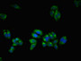 Immunofluorescent analysis of HepG2 cells using CAC13517 at dilution of 1:100 and Alexa Fluor 488-congugated AffiniPure Goat Anti-Rabbit IgG(H+L)