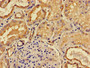Immunohistochemistry of paraffin-embedded human kidney tissue using CAC13533 at dilution of 1:100 Immunohistochemistry of paraffin-embedded human kidney tissue using CAC13533 at dilution of 1:100