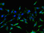 Immunofluorescent analysis of Hela cells using CAC13534 at dilution of 1:100 and Alexa Fluor 488-congugated AffiniPure Goat Anti-Rabbit IgG(H+L) Immunofluorescent analysis of Hela cells using CAC13534 at dilution of 1:100 and Alexa Fluor 488-congugated AffiniPure Goat Anti-Rabbit IgG(H+L)