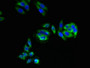 Immunofluorescent analysis of HepG2 cells using CAC13547 at dilution of 1:100 and Alexa Fluor 488-congugated AffiniPure Goat Anti-Rabbit IgG(H+L) Immunofluorescent analysis of HepG2 cells using CAC13547 at dilution of 1:100 and Alexa Fluor 488-congugated AffiniPure Goat Anti-Rabbit IgG(H+L)