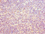 Immunohistochemistry of paraffin-embedded human tonsil tissue using CAC13549 at dilution of 1:100