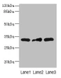 Western Blot, All lanes: MRPS2 antibody at 2.5ug/ml, Lane 1: HepG2 whole cell lysate, Lane 2: U251 whole cell lysate, Lane 3: MCF-7 whole cell lysate, Secondary, Goat polyclonal to rabbit IgG at 1/10000 dilution, Predicted band size: 33 kDa, Observed band size: 33 kDa