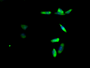 Immunofluorescent analysis of Hela cells using CAC13568 at dilution of 1:100 and Alexa Fluor 488-congugated AffiniPure Goat Anti-Rabbit IgG(H+L) Immunofluorescent analysis of Hela cells using CAC13568 at dilution of 1:100 and Alexa Fluor 488-congugated AffiniPure Goat Anti-Rabbit IgG(H+L)