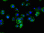 Immunofluorescent analysis of MCF-7 cells using CAC13569 at dilution of 1:100 and Alexa Fluor 488-congugated AffiniPure Goat Anti-Rabbit IgG(H+L) Immunofluorescent analysis of MCF-7 cells using CAC13569 at dilution of 1:100 and Alexa Fluor 488-congugated AffiniPure Goat Anti-Rabbit IgG(H+L)